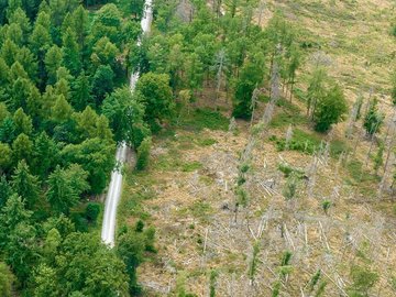 Carbon Border Adjustment Mechanism (CBAM): Beantragung der Zulassung, Erstellung des CBAM-Berichts 