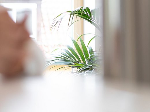 Nachhaltigkeit: Fenster und Blätter einer Pflanze